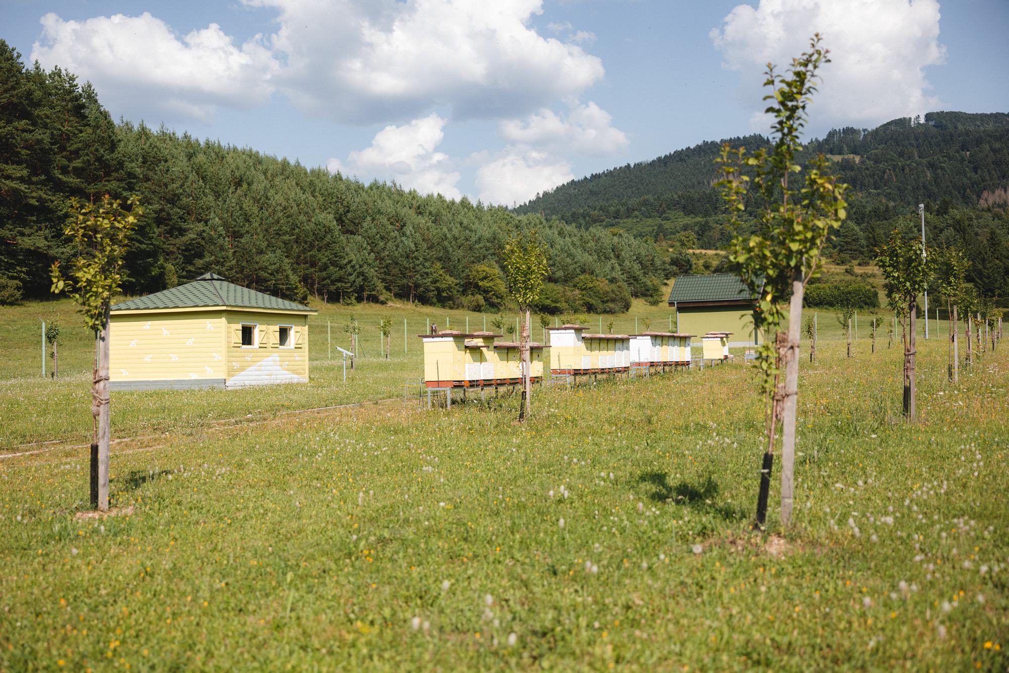 Kofola včelnica